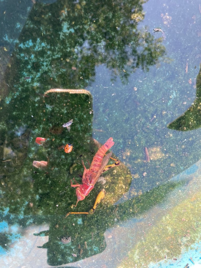 lucyleaps's tweet photo. Guys. Look at what my boyfriends little brother found just now🫣 #pinkgrasshopper #arkansas https://t.co/PSy4jEZEGY