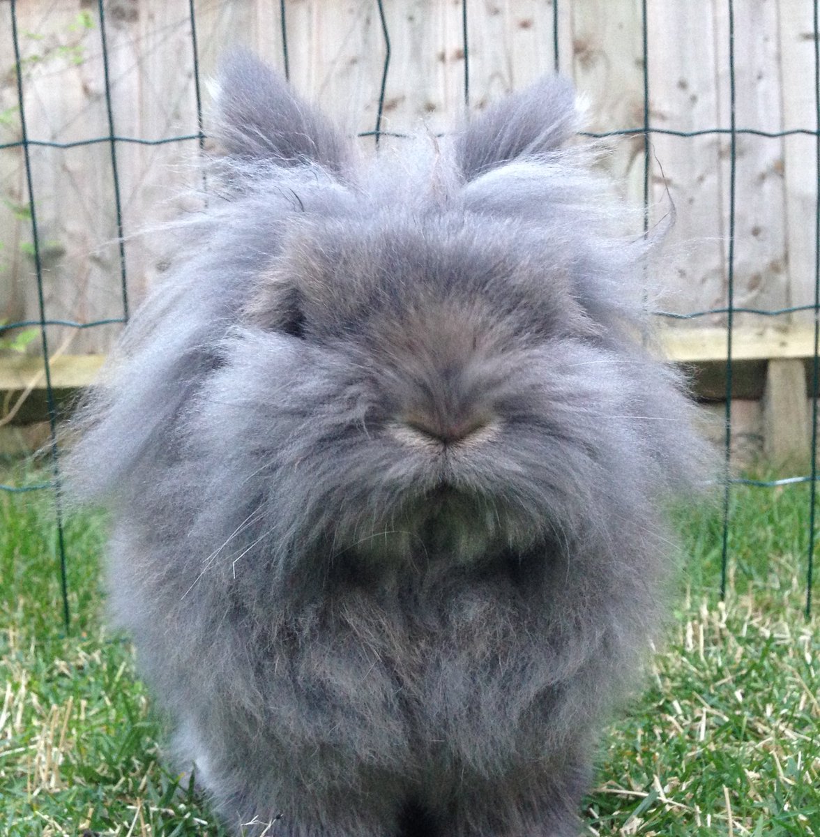 We are heartbroken to let you know that our beautiful Roxy died this morning 💔 She was nearly 12 and such a wonderful amazing bunny. She taught us much about life and love. Binky free precious friend 🌈 #bunob
