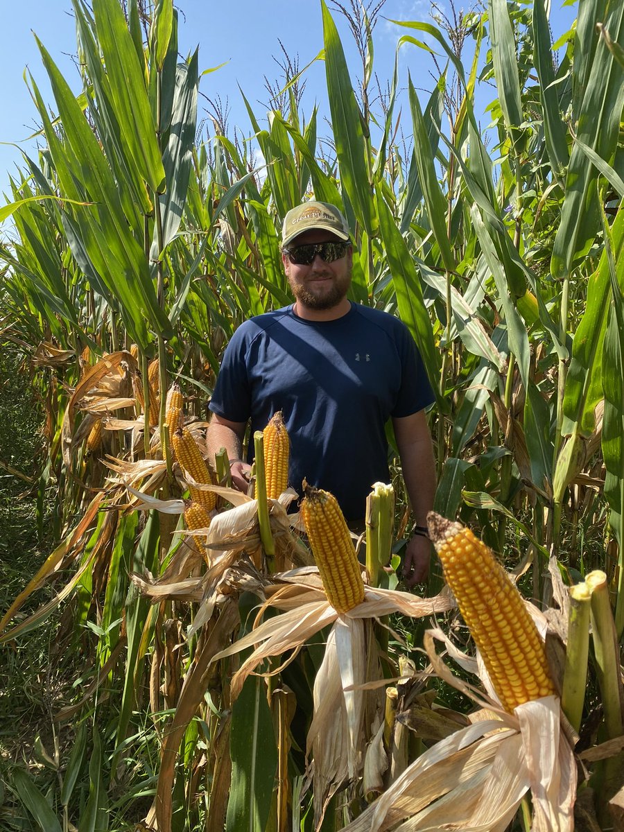 RevereSeed's tweet photo. We’d be smiling, too Clay Smith. The #Revere1707 is showing out in Walcott, Arkansas! #RevereCorn #prettycorn #unbridledpotential https://t.co/PowdaVGJG2