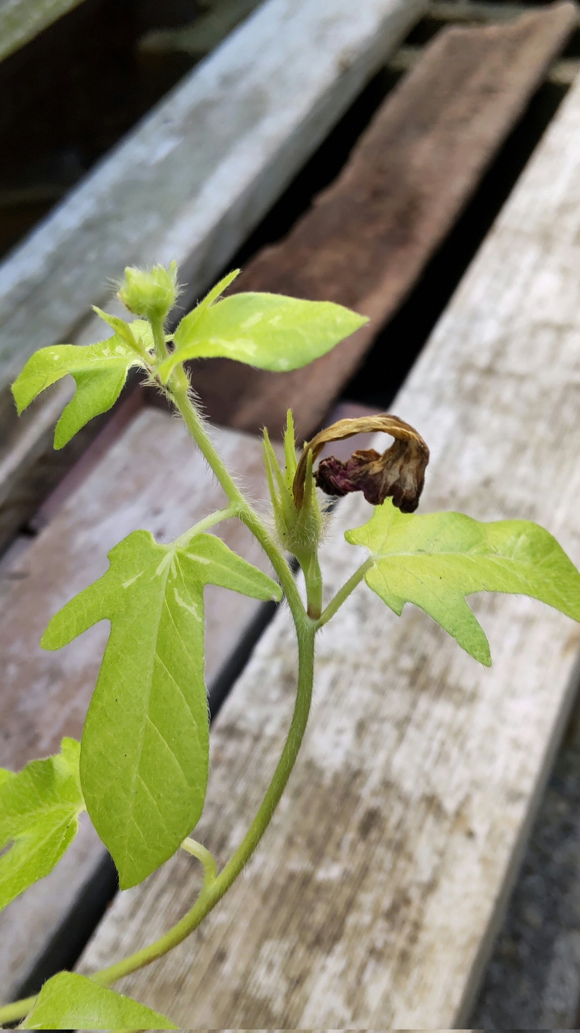 浅黄の誉 おはようございます 杜の茜雲 挿し芽した鉢で咲いたものが実になりました 石化に今年は実がついています 受粉作業をしているからかも 大輪朝顔 変化朝顔 T Co 672xovz0kq Twitter