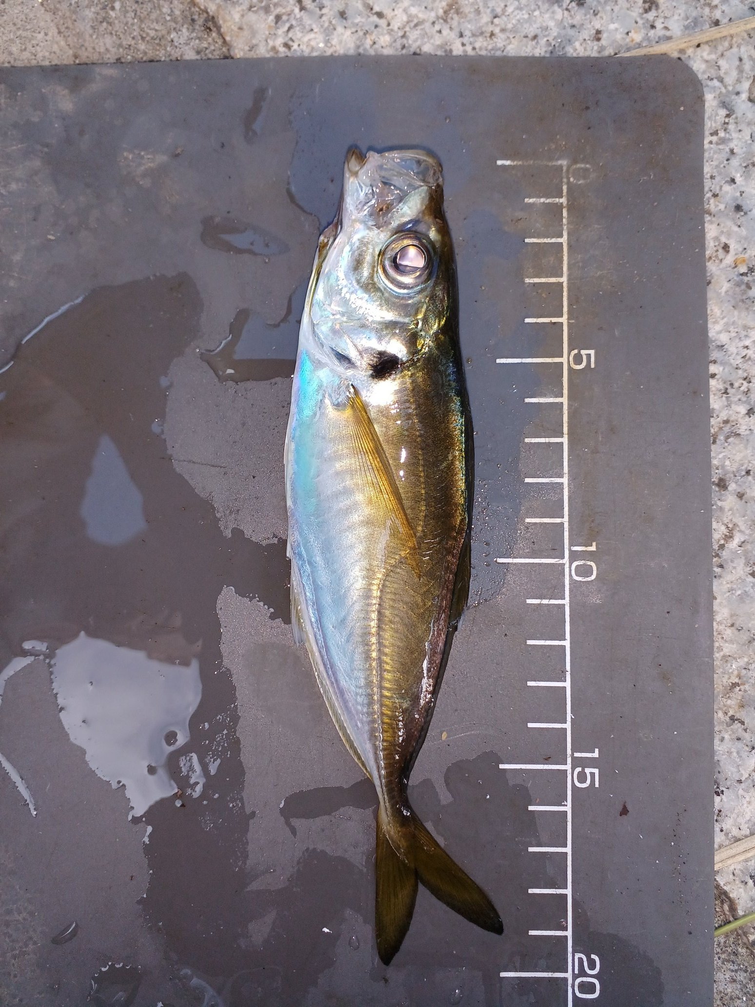 のんびりアングラー アジのカゴ釣り備忘録 cm以上対象 In Yokohama Yokohamakj Twitter