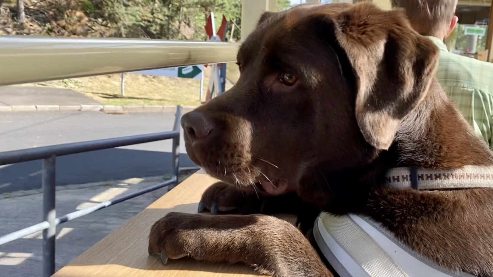 Dog Robin Dogrobin1 Twitter