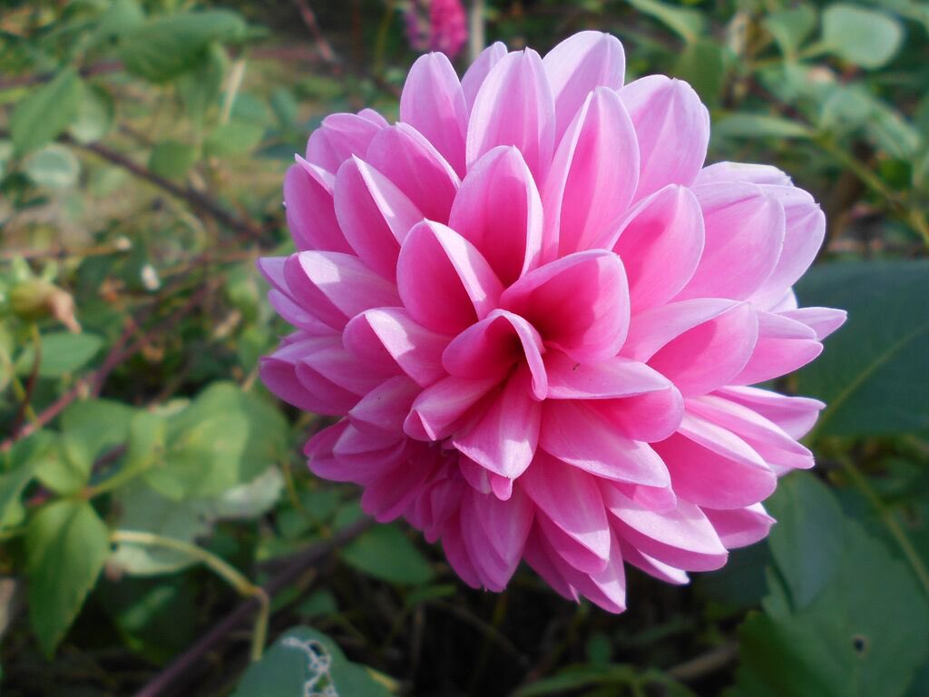 栃ナビ 栃木の花特集 今回は ダリア メキシコの国花でもあるダリアは鮮やかな大輪で存在感抜群 花の 色やサイズ 咲き方も多種多様 様々な品種がある多彩な花 秋には花の色が深く花数も多くなる 華麗で優雅なとちぎのダリアを見に行こう