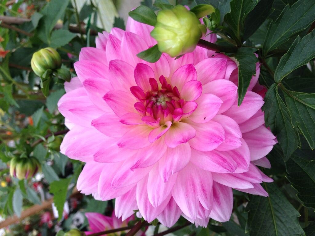 栃ナビ 栃木の花特集 今回は ダリア メキシコの国花でもあるダリアは鮮やかな大輪で存在感抜群 花の 色やサイズ 咲き方も多種多様 様々な品種がある多彩な花 秋には花の色が深く花数も多くなる 華麗で優雅なとちぎのダリアを見に行こう