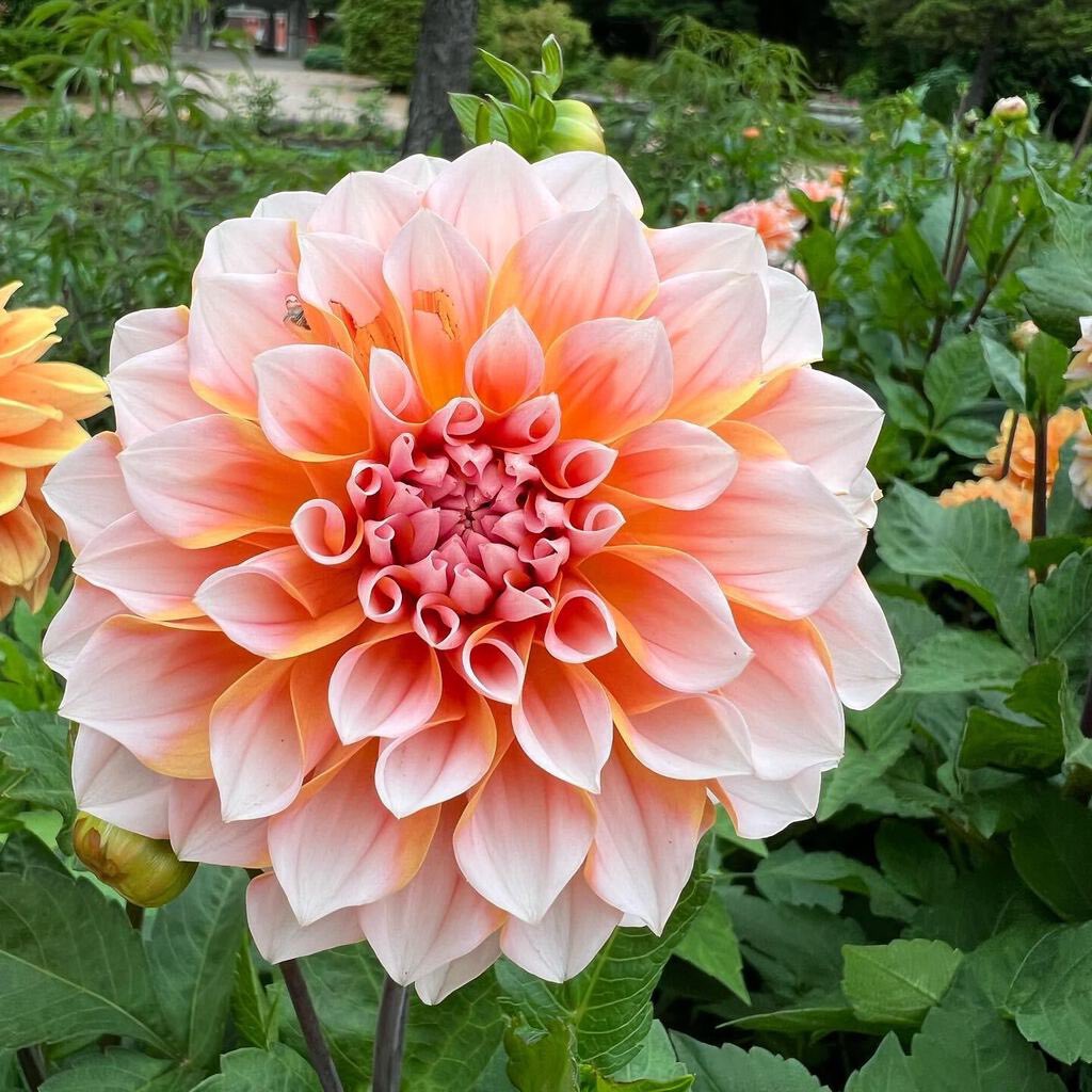 栃ナビ 栃木の花特集 今回は ダリア メキシコの国花でもあるダリアは鮮やかな大輪で存在感抜群 花の 色やサイズ 咲き方も多種多様 様々な品種がある多彩な花 秋には花の色が深く花数も多くなる 華麗で優雅なとちぎのダリアを見に行こう