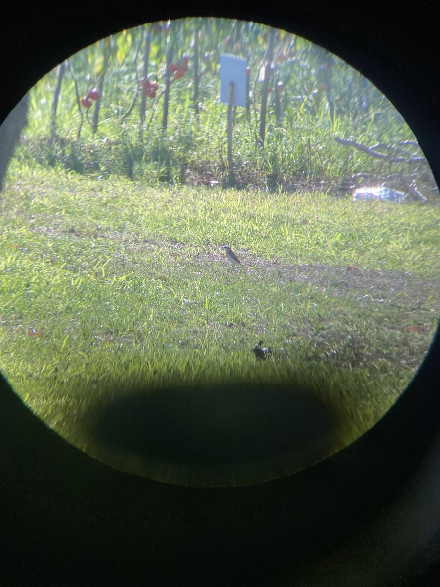 Kuyrukkakan olabilir mi? #hangitür <a href="/alpertuydes/">Alper Tüydeş</a> <a href="/matvor/">Gökçe Coşkun</a> <a href="/MehmetCaglar_/">Mehmet Çağlar</a>