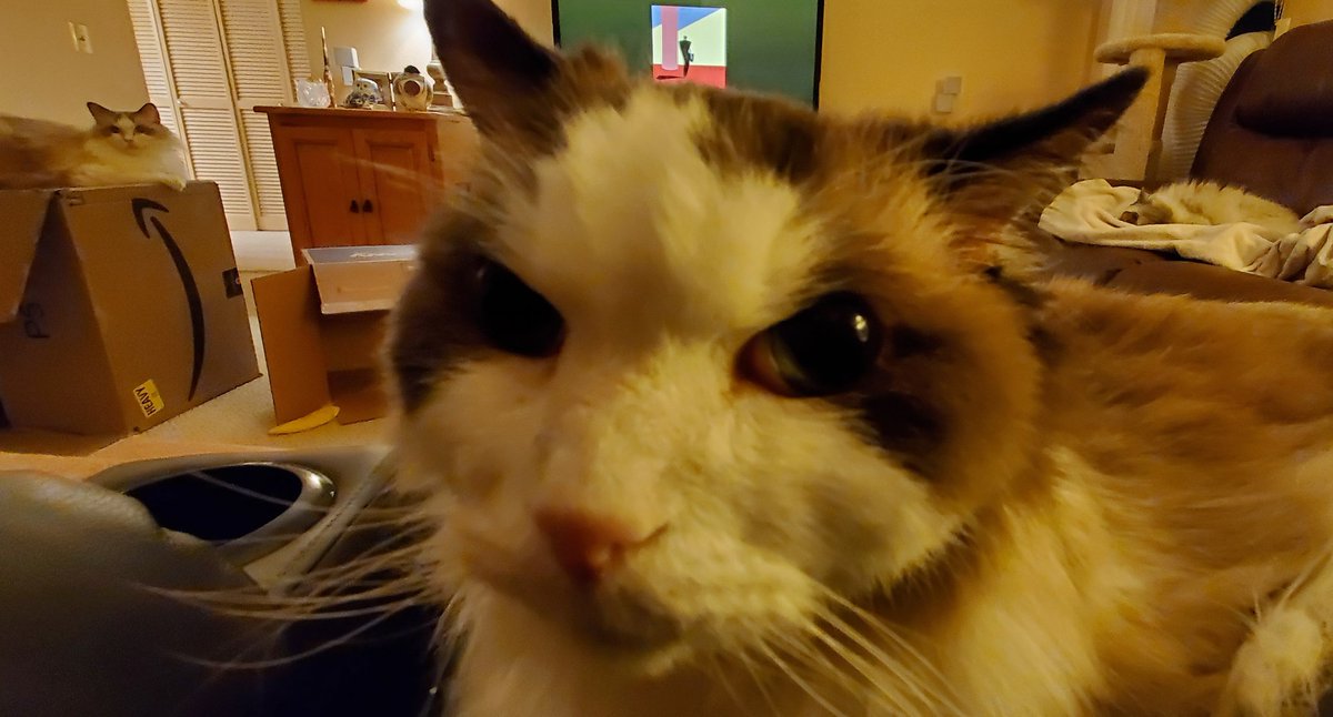 Does Your Cat? tweet media
