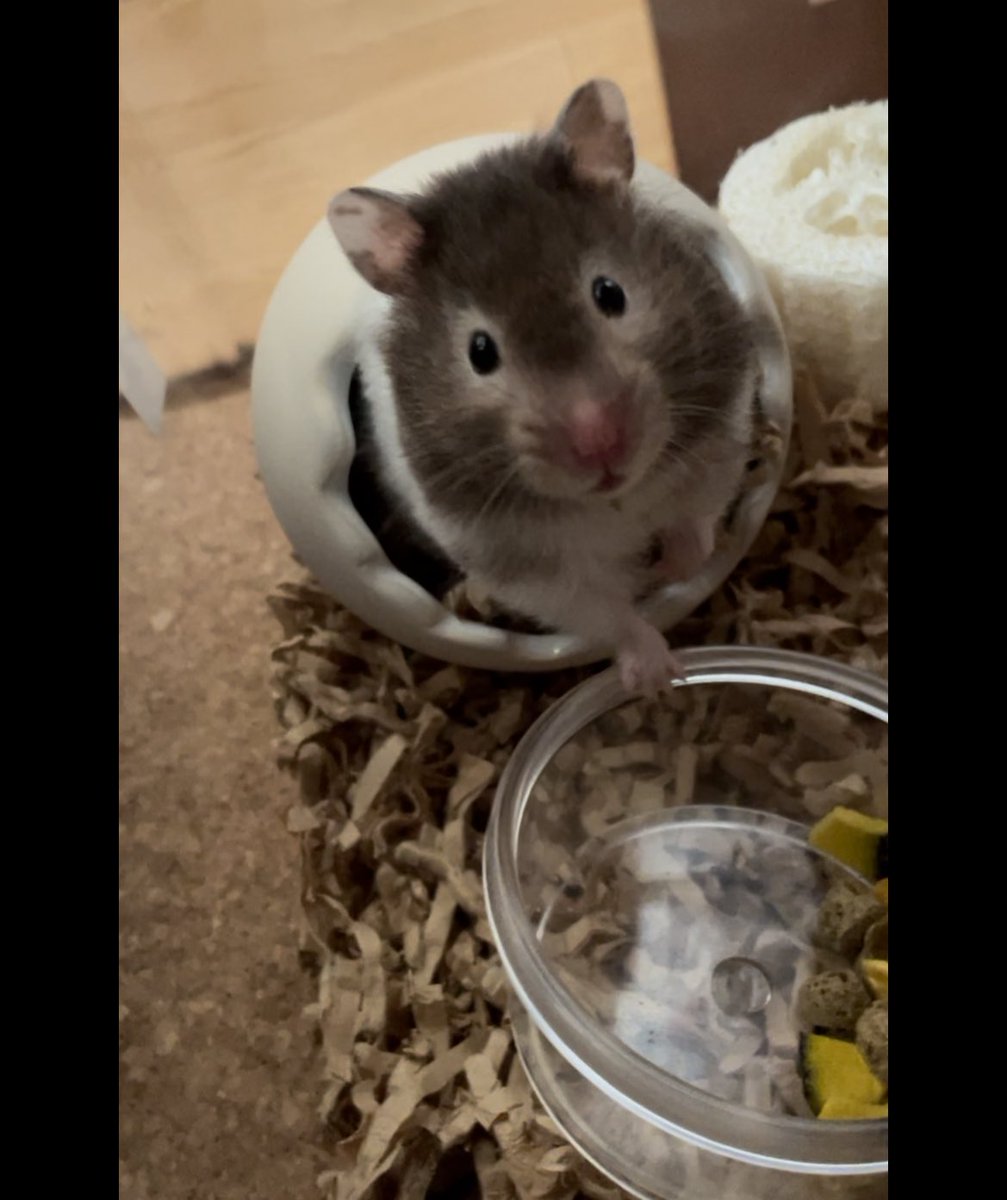 はむ巢たまごという卵型ハウス、この説明を見て即買いしましたー🤣
でもポテちゃんは一瞬しか入ってくれませんでした…気長に待ちます🫠
#ハムスター 
＃ハムスターのいる暮らし 
#ハムスター好きと繋がりたい