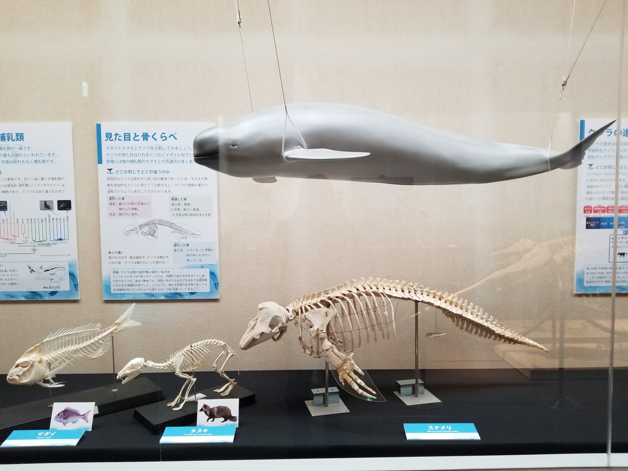鯨の骨 マッコウクジラ 縮小全身骨格レプリカ Sperm whale, miniature