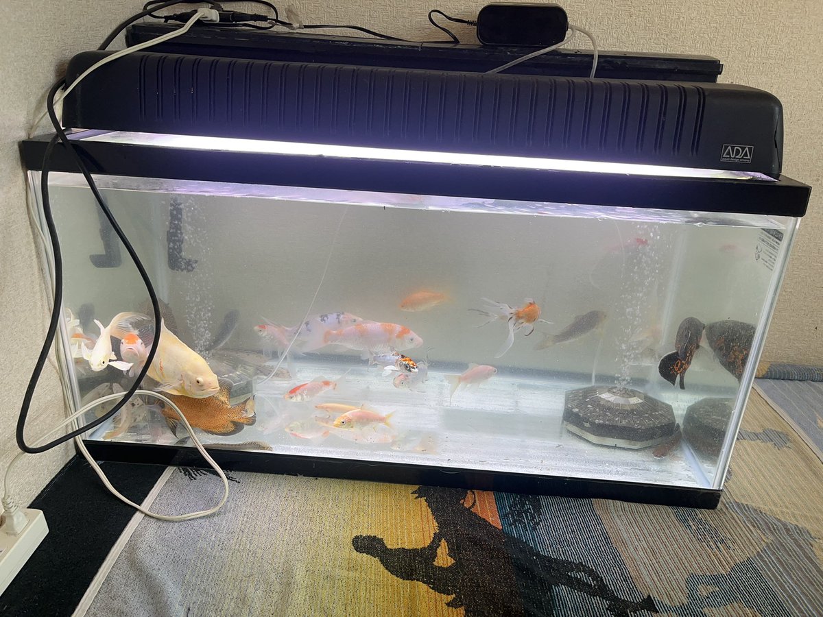 petaccount01's tweet photo. 我が家の90水槽2つあったのだが、1つは水漏れがありアパート上下で大問題になってしまった為撤去。

1つにまとめたのだが鯉が異常に水を汚す為、水換えと称して位置変えもしました！

バスタオルで一時的の水漏れ対策も‼️

#アクアリウム #錦鯉 #金魚 #ポリプテルス #オスカー #プレコ https://t.co/rB2yFGf4Fs