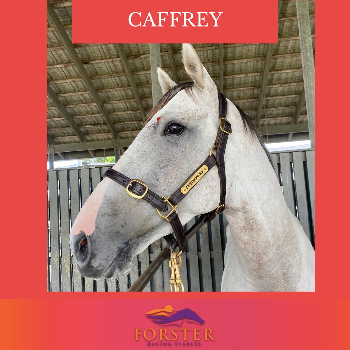 It's a beautiful day in sunny Brisbane today
Caffrey - R5 SKY RACING NMW Hcp - 2:12pm
Couldn't Refuse - R6 DOOMBEN MILE QLTY Hcp - 2:48pm
Emerald Kingdom - R8 OPEN QLTY Hcp - 4:07pm

Have an amazing weekend everyone!