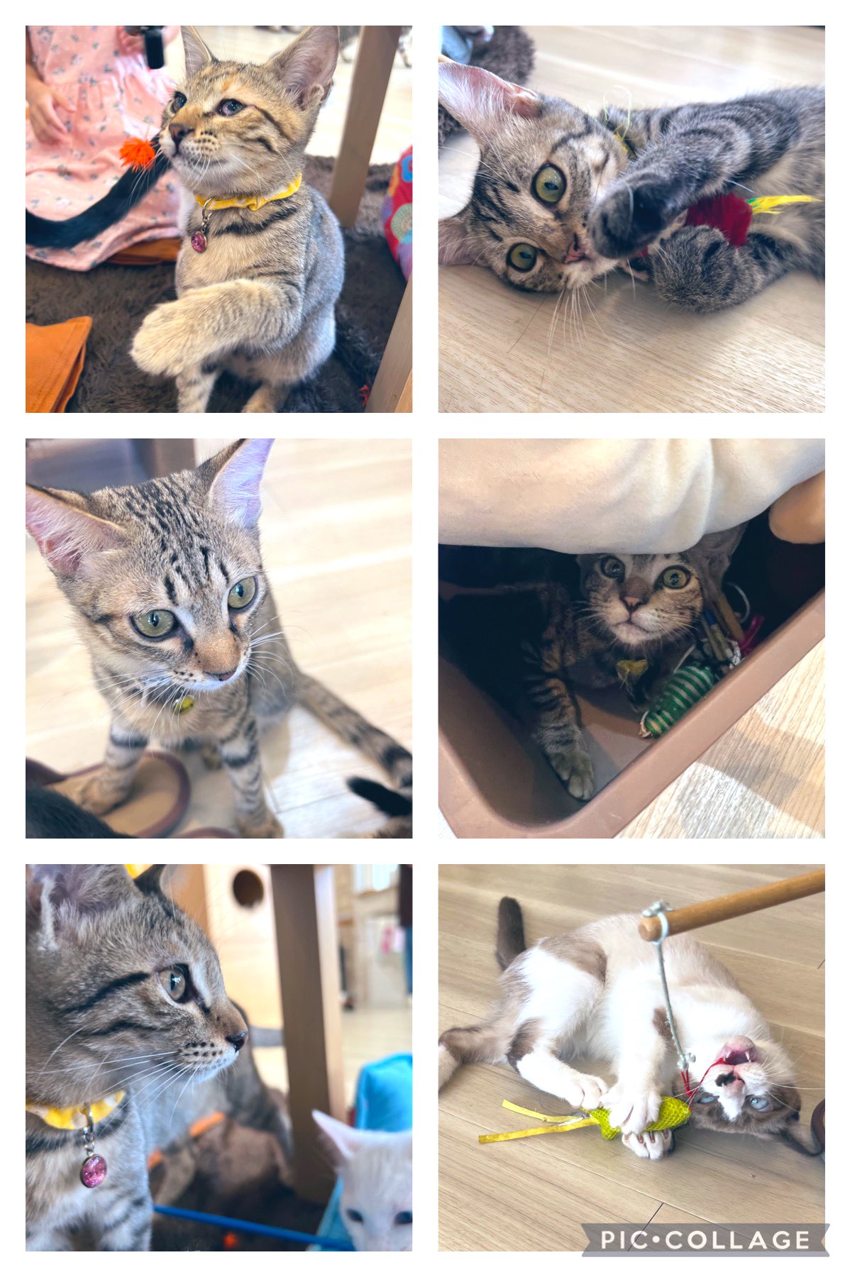 ねこカフェnewjourney Newjourney 914 Twitter