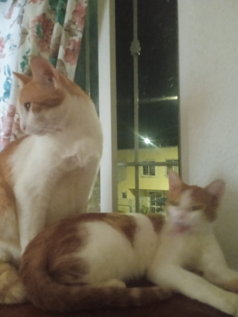 BBebecillo's tweet photo. Miau 😍✨ https://t.co/kIld82uWaa