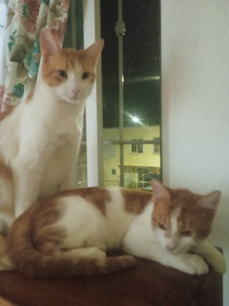 BBebecillo's tweet photo. Miau 😍✨ https://t.co/kIld82uWaa