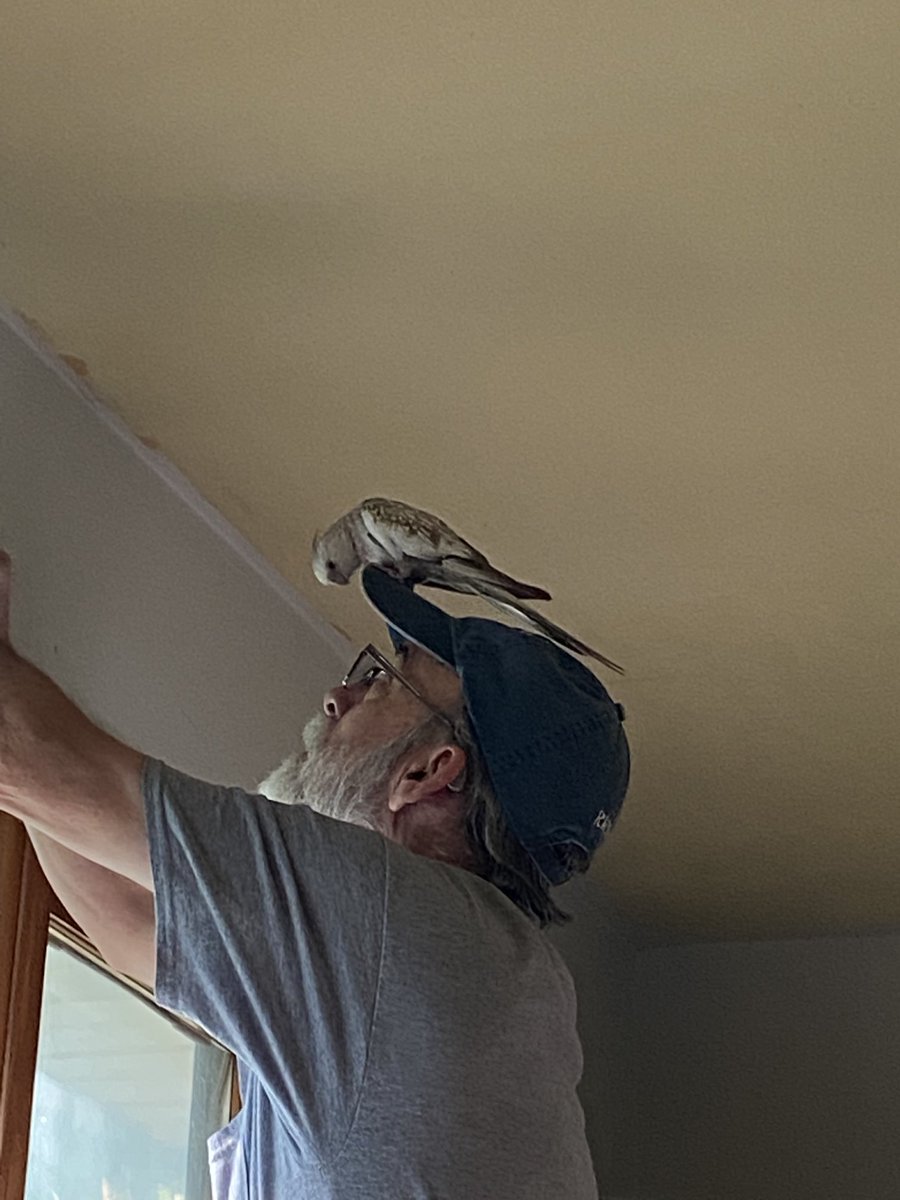 PearltheFlyGirl's tweet photo. Pearl is helping her beloved dad hang curtains.  She’s telling him just what to do. https://t.co/RAVMB3Hd8F