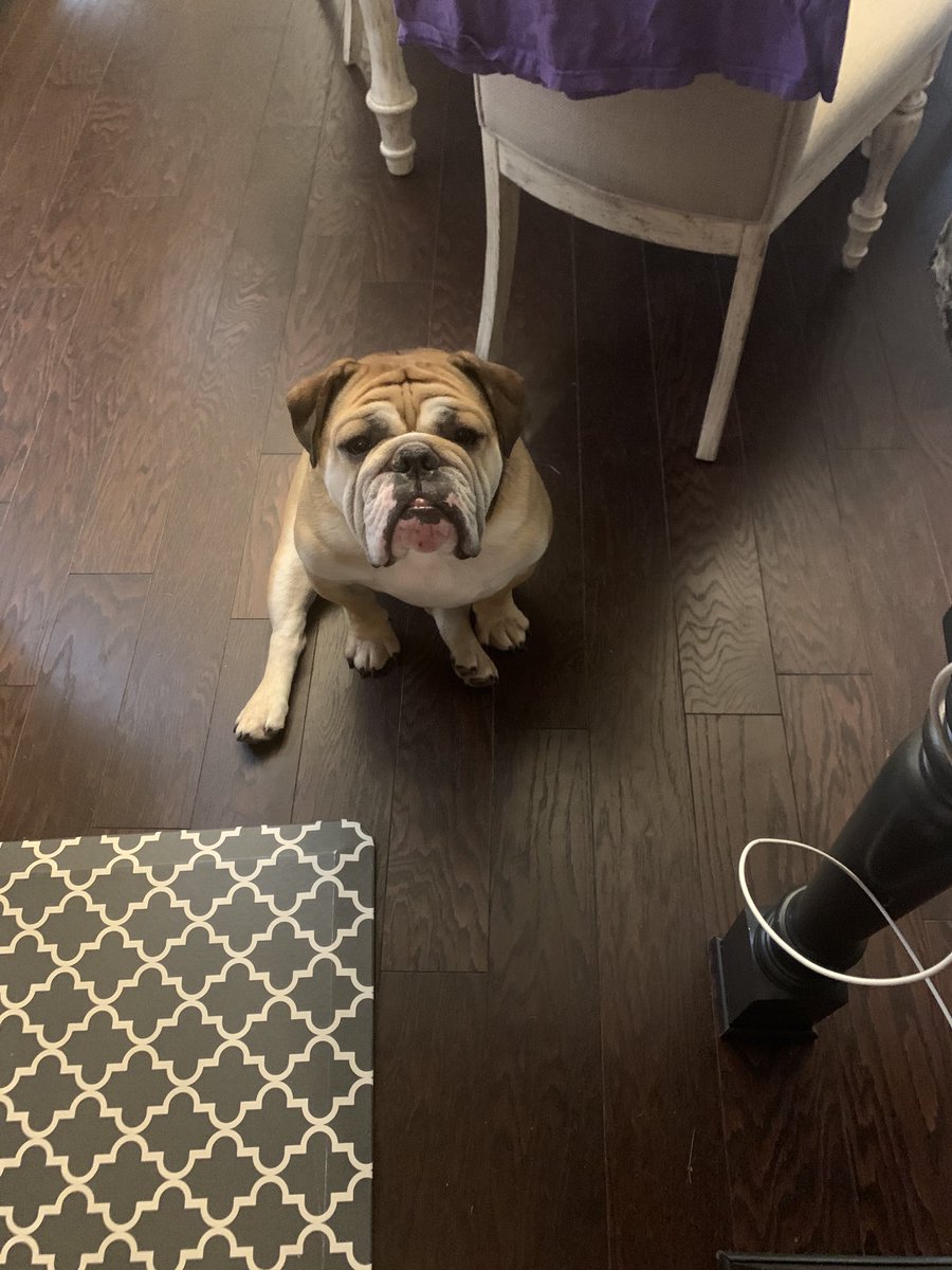 trypswon's tweet photo. Meet my shadow.  Everywhere I go, the he is. https://t.co/lSwHwMJpUQ