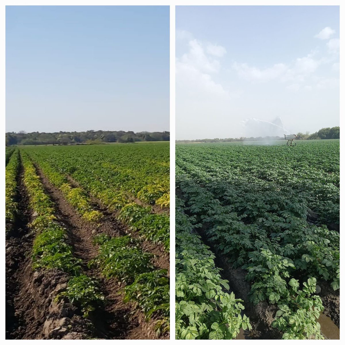 UPLArgentina's tweet photo. Es viernes y tenemos una historia feliz para contarte ✅🙌
Las dos fotos son de un mismo lote de papa 🥔 en Concepción, Tucumán.
Así estaba afectado por fitotoxicidad de Clomazone 36 😢 // Así se recuperó gracias a #BIOTRONPLUS 🤯 https://t.co/C8aZ2LVLSA