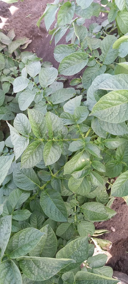 UPLArgentina's tweet photo. Un poco más cerquita… 😱
Fitotoxicidad vs cultivo recuperado con #BIOTRONPLUS https://t.co/AVkqr0ZlV7