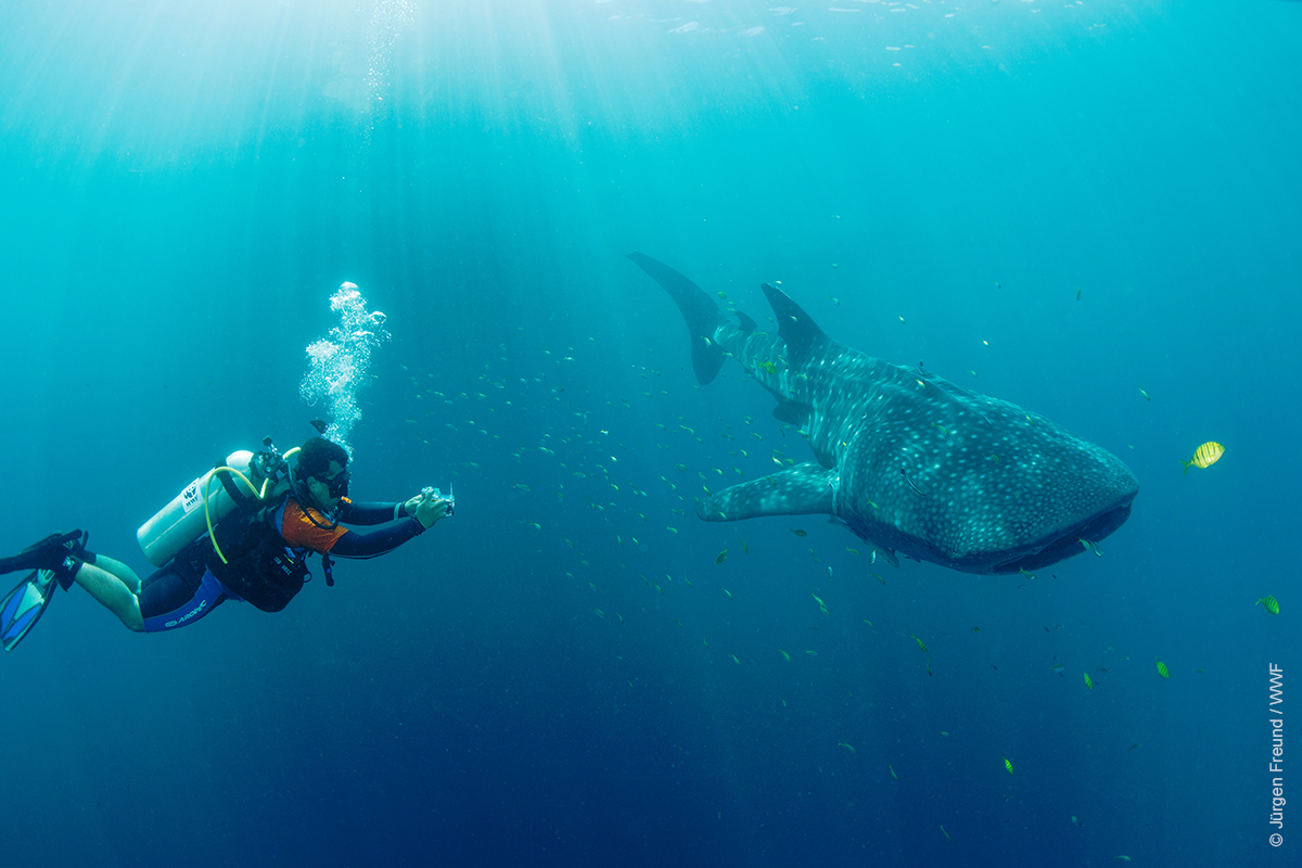 Buceando con un tiburón ballena. #FotoDelDía 

Los tiburones ballena se congregan en aguas poco profundas durante períodos muy breves. Las investigaciones más recientes han demostrado que lo hacen para descansar.