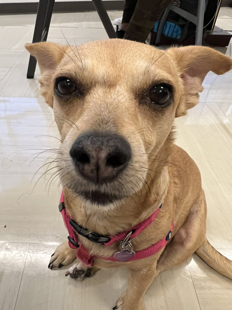 BetsyGullyMax's tweet photo. With a very heavy heart and a sleepless night, Betsy and I have made a decision that it’s time for her to cross the rainbow bridge.
She’s been holding on so I could get myself together. The most selfless and loving thing she did for me.
Thank y’all Pet twitter Rocks!
#zshq 🌈🙏❤️ https://t.co/LfT6mpsGhW