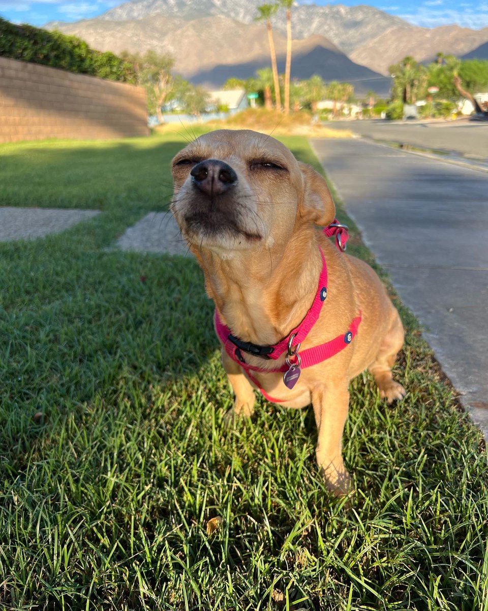 BetsyGullyMax's tweet photo. With a very heavy heart and a sleepless night, Betsy and I have made a decision that it’s time for her to cross the rainbow bridge.
She’s been holding on so I could get myself together. The most selfless and loving thing she did for me.
Thank y’all Pet twitter Rocks!
#zshq 🌈🙏❤️ https://t.co/LfT6mpsGhW