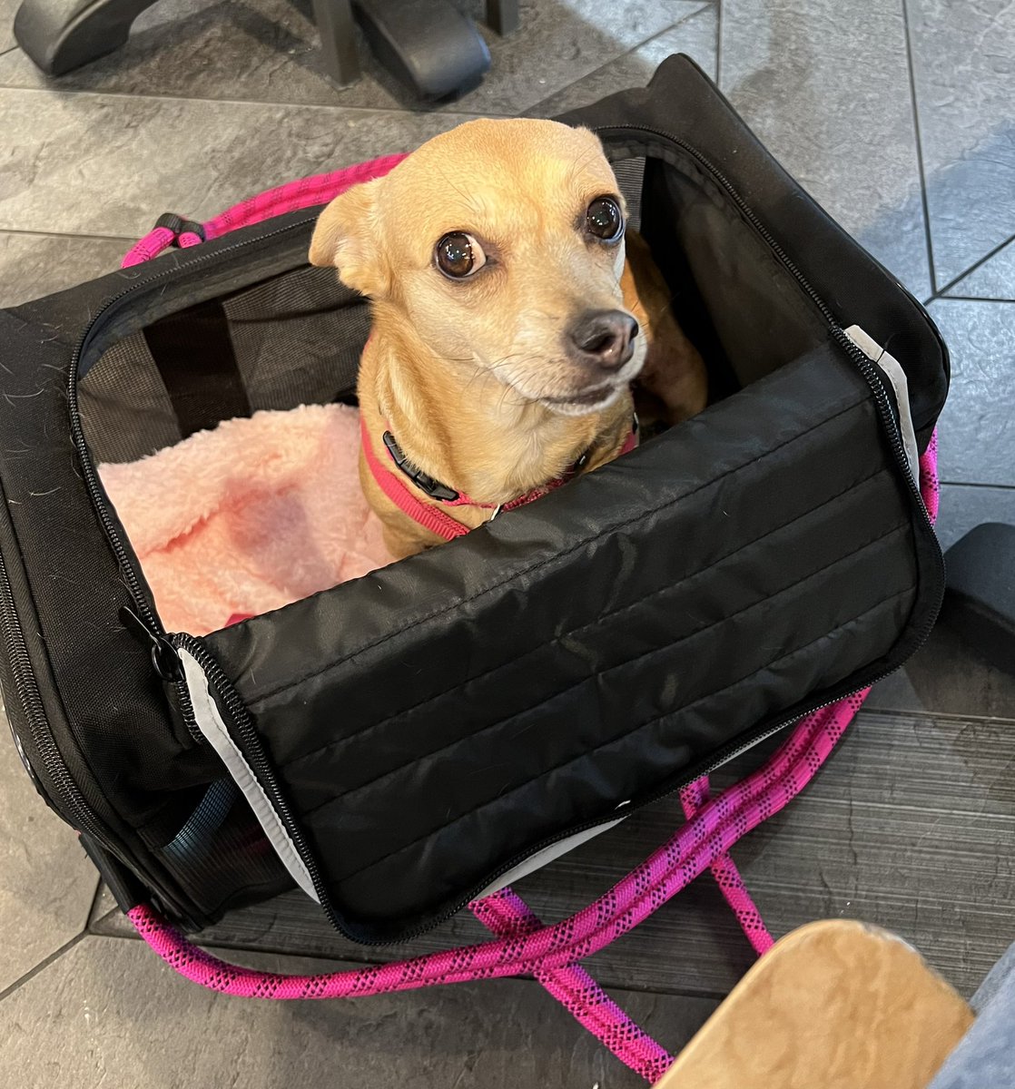 BetsyGullyMax's tweet photo. With a very heavy heart and a sleepless night, Betsy and I have made a decision that it’s time for her to cross the rainbow bridge.
She’s been holding on so I could get myself together. The most selfless and loving thing she did for me.
Thank y’all Pet twitter Rocks!
#zshq 🌈🙏❤️ https://t.co/LfT6mpsGhW