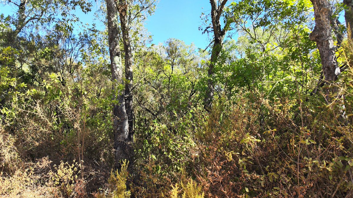 mabdelaziz_moha's tweet photo. So this morning we headed the Q. suber to sample the last population of this trip for #MEADCLIM. We found different populations of Cork oak, but in most of them the trees were very young stressed due to the population density. The forests look much like a Mediterranean shrubland https://t.co/mkqCo80POx