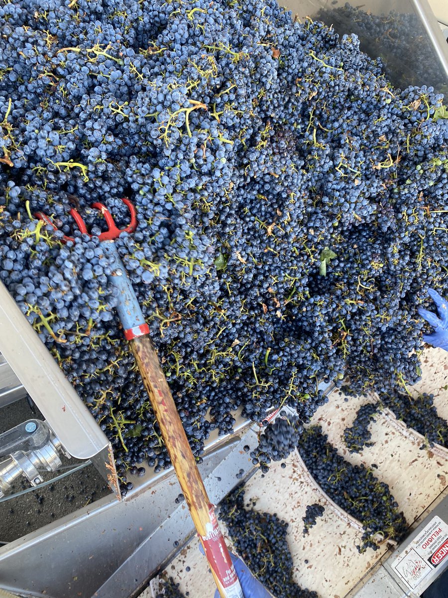 Beautiful Howell Mountain Cabernet from Candlestick vineyard. 
Small yields, little berries, big concentration! #harvest2022