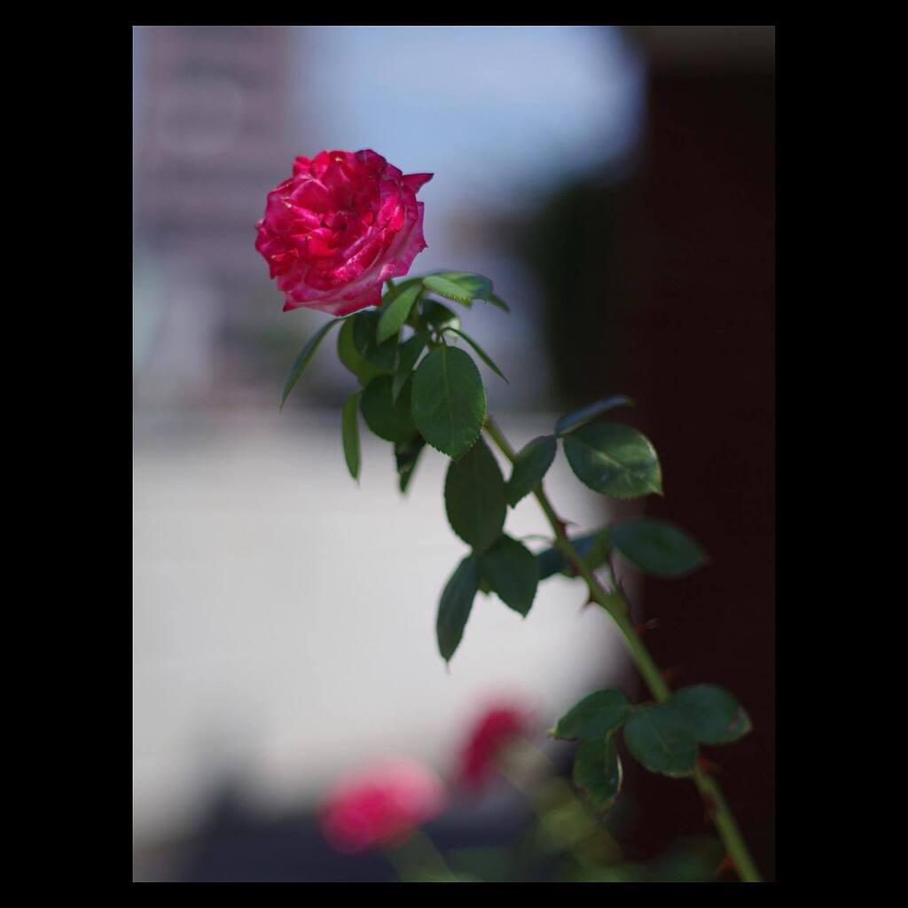 kikutaroid's tweet photo. 記録
#街歩き
#scene
#花 #flower
#植物 #plants
#路傍 #roadside
#pentax #pentaxk30 #k30
#smc #smcpentaxa #pentaxa5014 #a5014 #singlefocuslens #mflens #oldlens
#trimmed
#darkroomapp https://t.co/Q5EQMs58um https://t.co/eaLSB2Rn3C