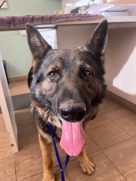 PetRecoveryYYC's tweet photo. FOUND German Shephard type  dog in #rockyridge.  Now at Paramount 24hr Animal Hosp, 156-4625 Varsity Drive NW, 403-300-9111. If claiming must bring picture id &amp; proof of ownership. Pls rt, share, help find family https://t.co/4WwxxWfoEU https://t.co/NZvzSia0aH