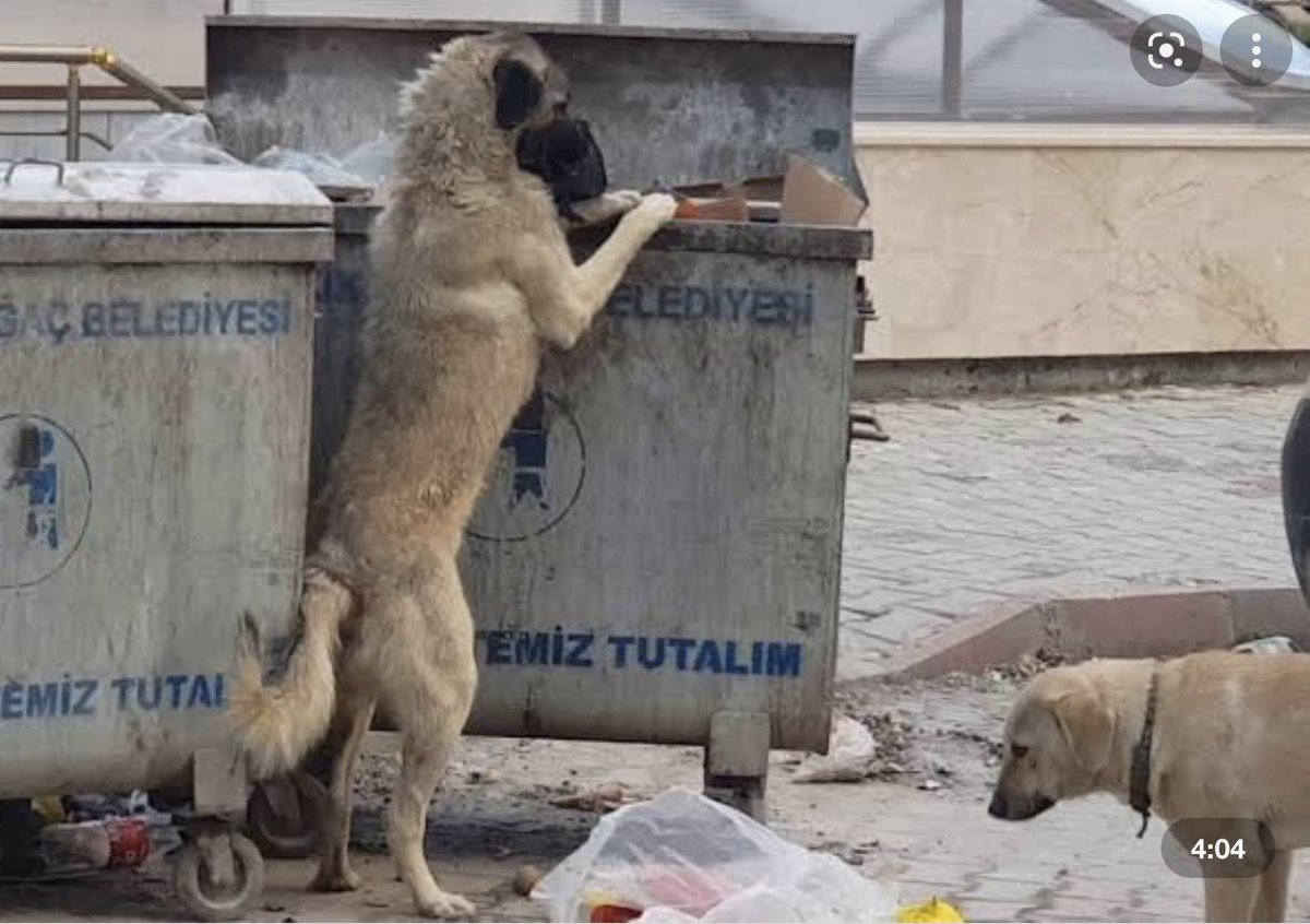 cenkerenonline's tweet photo. Bu canlarla derdi olanın derdi bitmesin,Allah dermansız dertler versin.Koca Dünyaya bir onları mı sığdıramadık bi lokma yemek bi yudum su istiyorlar.Bir kere daha elinizi vicdanınıza koyun bu vebali taşıyamazsınız.
#seviyorumcunku https://t.co/SLx93XNIig