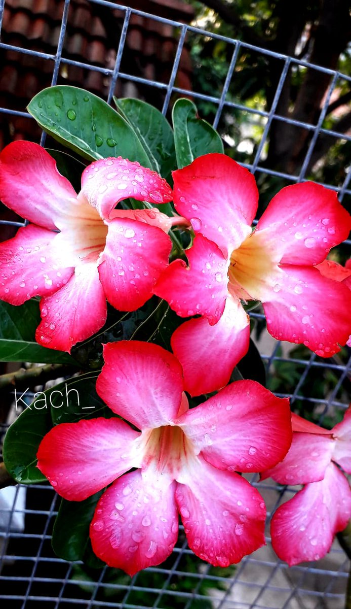 CH_35_07's tweet photo. Bismillah,menikmati indahnya bunga
#flowersphotography 📷📸
#daylightshot 📷 https://t.co/qIx496LbUY