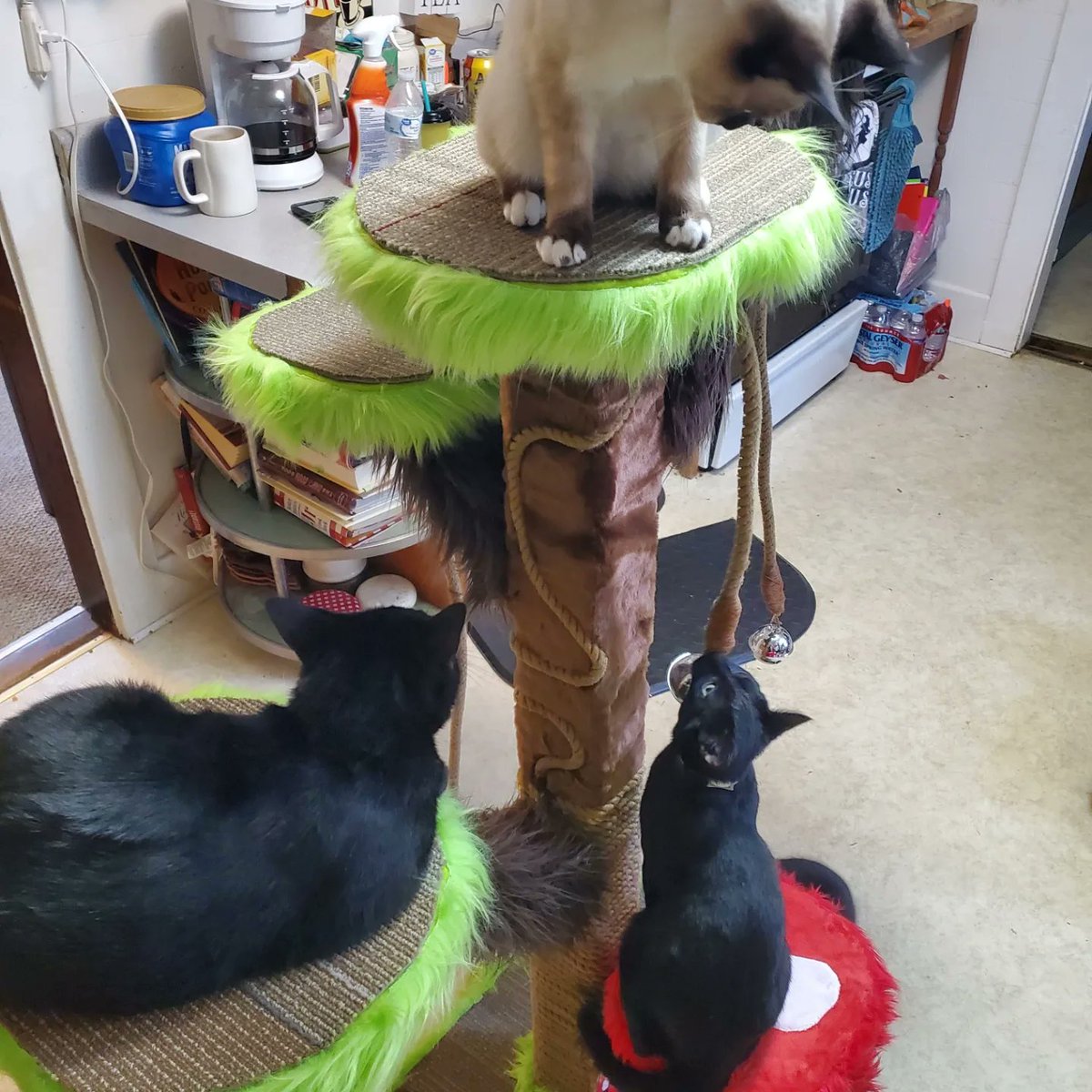 BatsyWatsySuits's tweet photo. Fairy Forest Cat Tree ๐งโโ๏ธ๐๐ณ
Made this beautiful cat tree for my brother and his baby kitties
Cat approved ๐โโฌ๐โโฌ๐
Wedding Gift ๐
#cattree #cat #kitty #kitties #musroom #fairycore #fairy #cattreehouse #cattreelife #cats #lovekittens #lovecats #diy #diyhomedecor https://t.co/QIjMDGKYcd