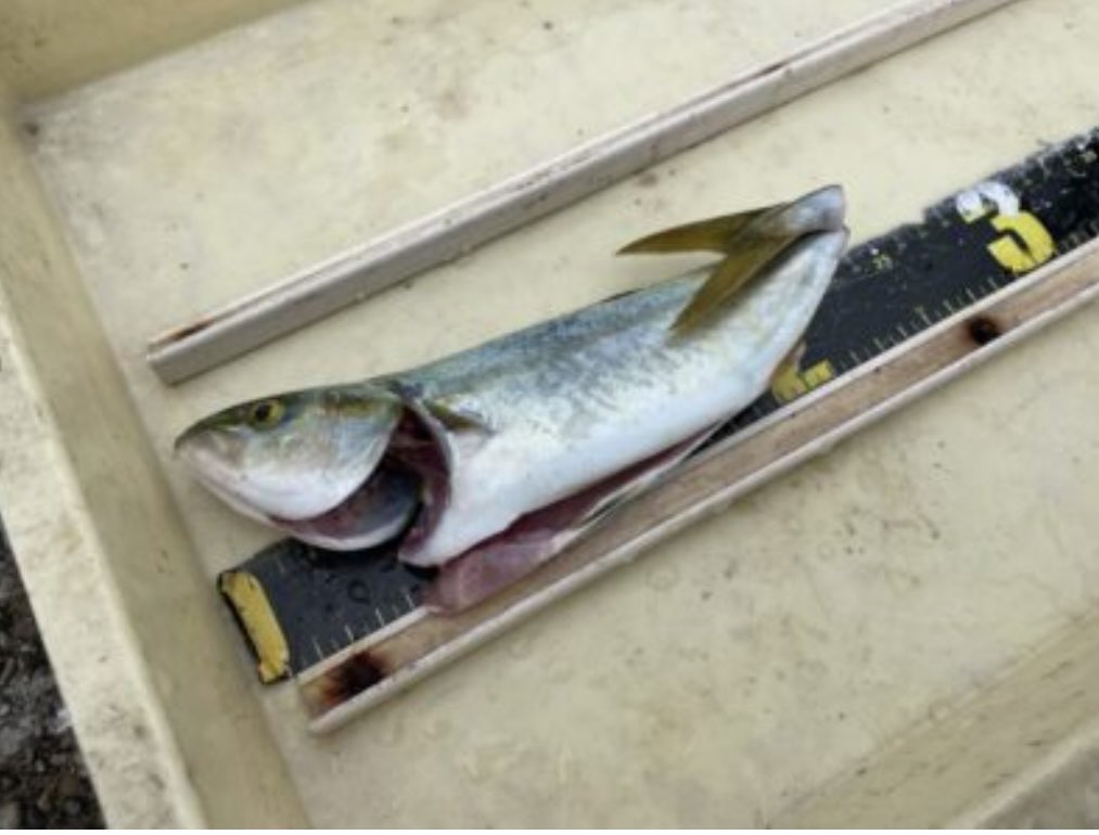 磯野さん家の釣り事情 お久しぶりの青物はツバス 青物 関西釣り 釣果 ブリ ハマチ ツバス 岸和田一文字 武庫川一文字 T Co B8eyyw3ezd Twitter