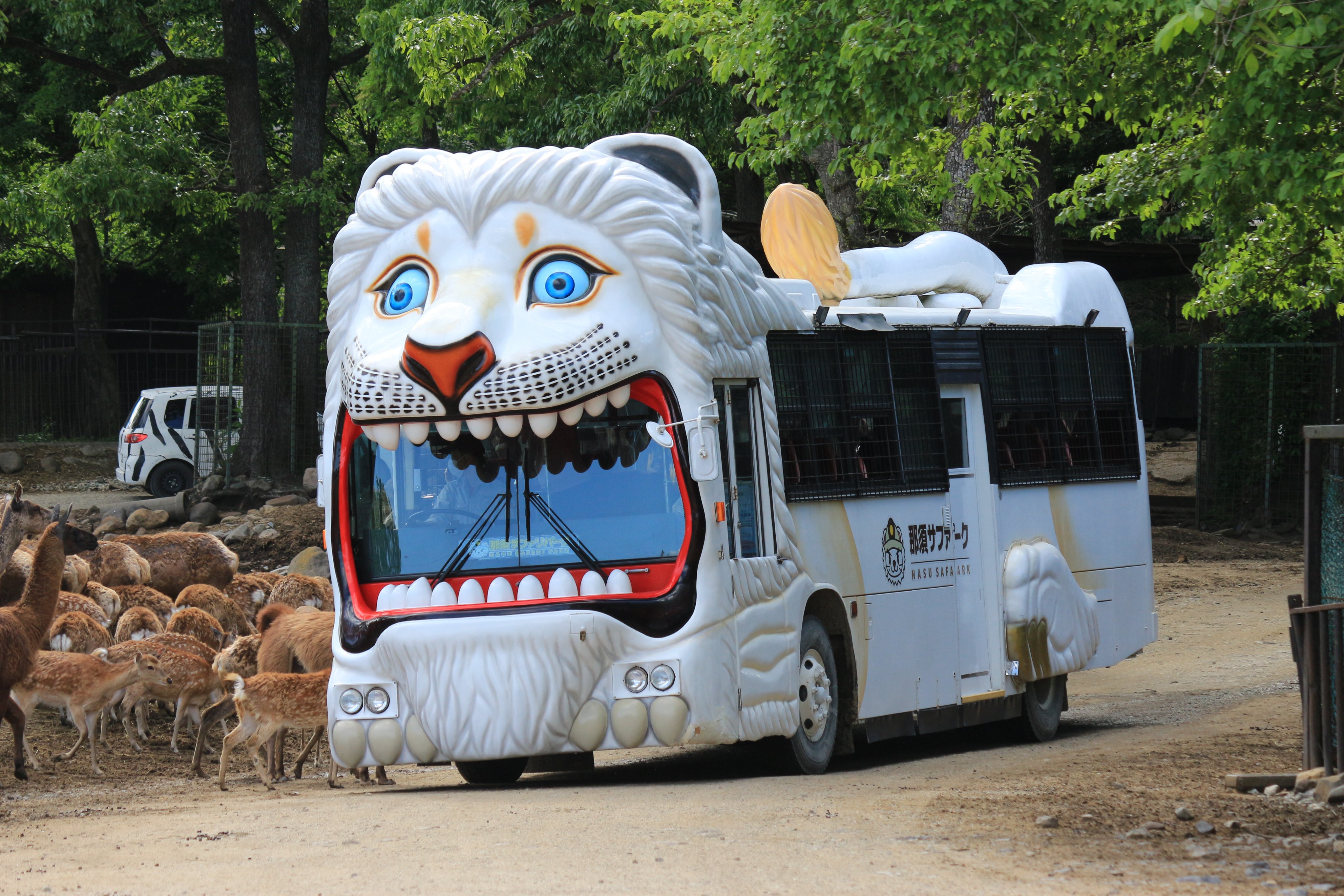 那須サファリパーク 22 7 31 ライオンバス付きペア入園券 Marketingagricola Pt