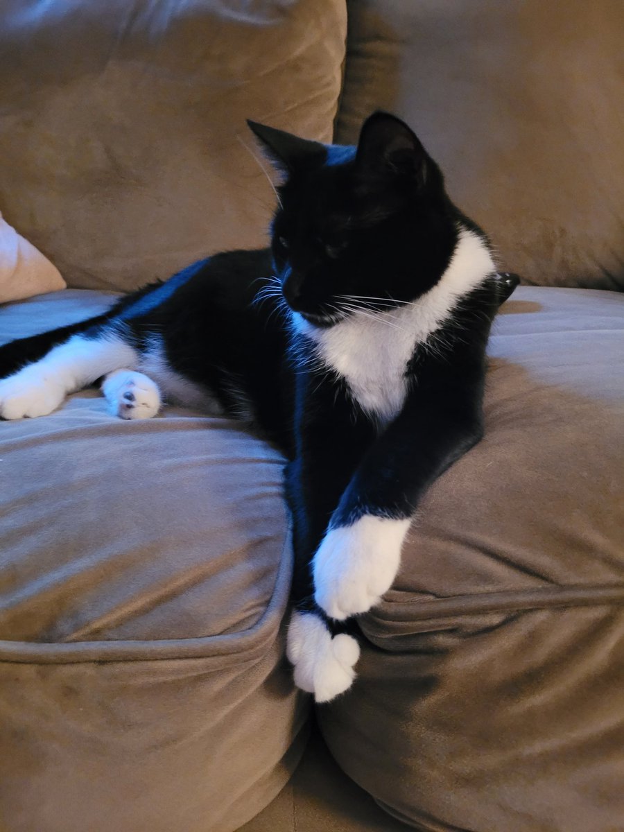 derpybruce's tweet photo. Ahhhhh, Friday!!!
~ Sandy
#CatsOfTwitter
#CatsOnTwitter
#cats
#FriYayFriday https://t.co/gxuWVIBH7T