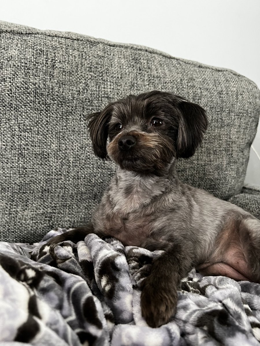 Here is my beautiful girl Luna who fills me with such joy &amp; laughter!