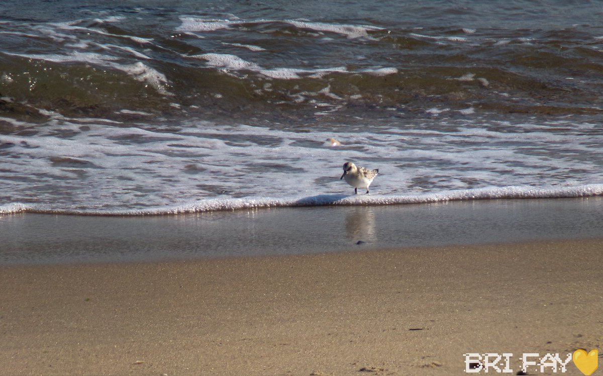 bri_fay4's tweet photo. #beachlife #ocean #pipingplover #capecod https://t.co/2w1HCr7NjI