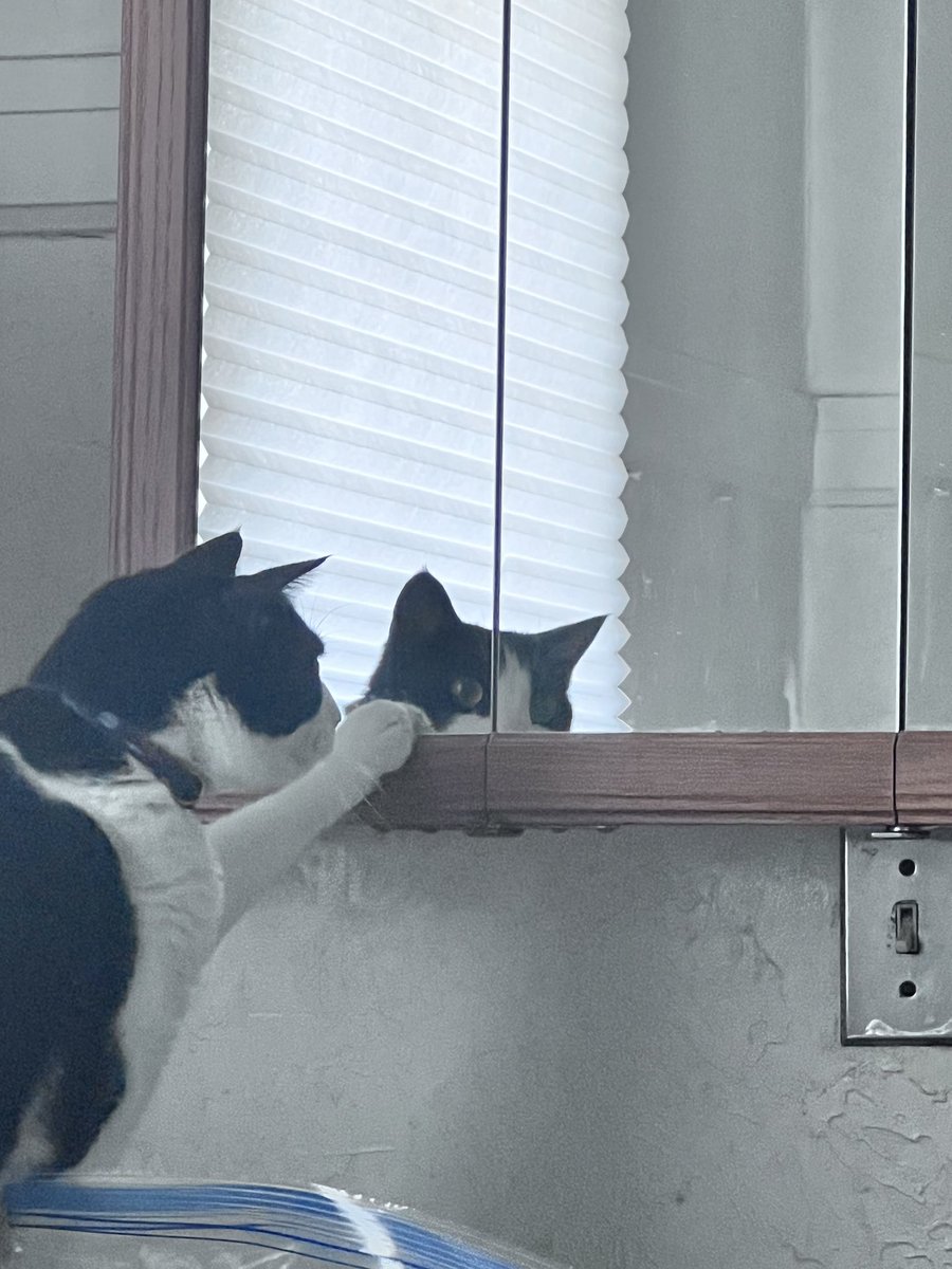 JulesPierre19's tweet photo. Negotiating peace treaty with cat in the mirror https://t.co/JLLby8X5k1