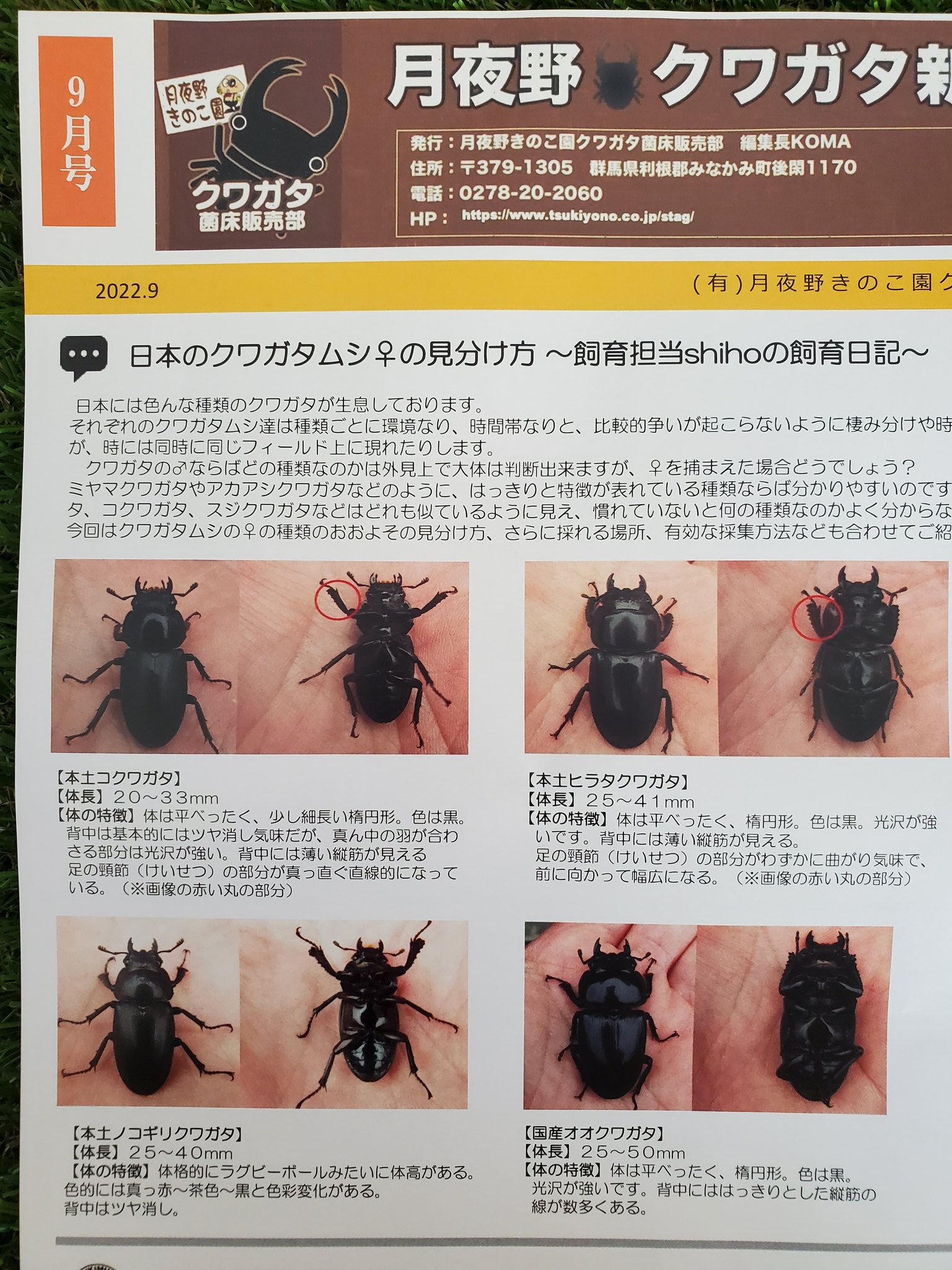 タケちゃん 本日の月夜野クワガタ新聞 月夜野さん Kanekomasのクワガタ新聞は勉強になります は見た目で大体判別できるけど って意外と難しい こういう情報は助かります 月夜野きのこ園クワガタ菌床販売部 月夜野クワガタ新聞 T Co タケちゃん 本日の月夜野クワガタ新聞 月夜野さん Kanekomasのクワガタ新聞は勉強になります は見た目で大体判別できるけど って意外と難しい こういう情報は助かります 月夜野きのこ園クワガタ菌床販売部 月夜野クワガタ新聞 T Co