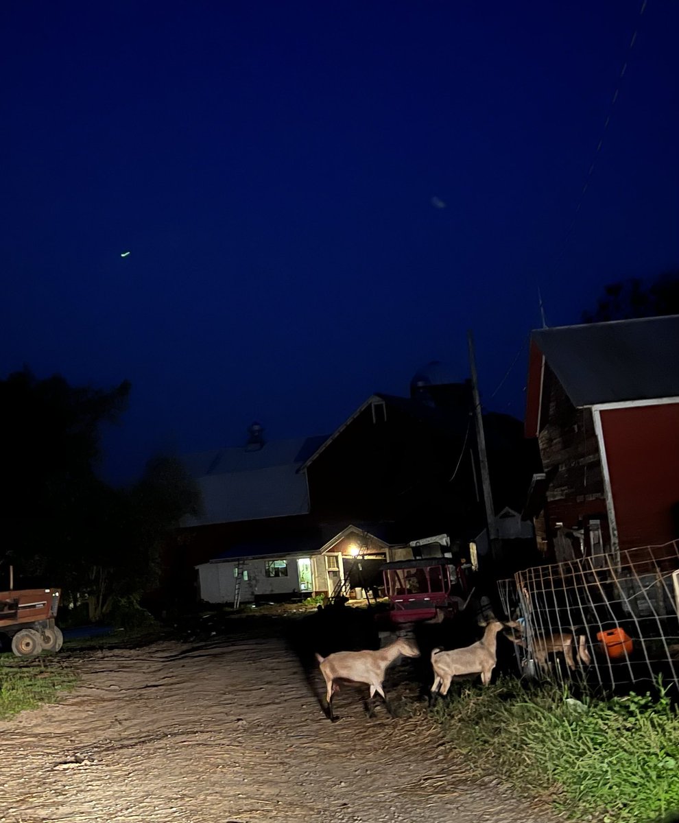 NYFarmer's tweet photo. Goat breakout https://t.co/Z9aHcBPc8M