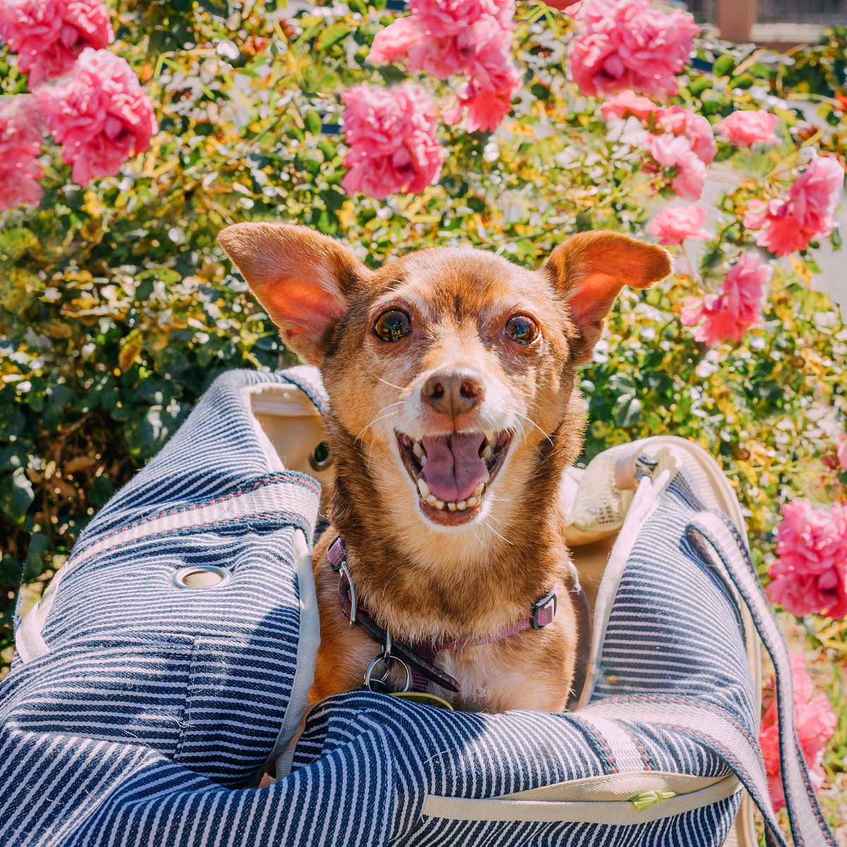 Rescue Rue (@rescuerue) on Twitter photo Happy #NationalWeirdoDay to our favorite little weirdo, the real Rue! #rescuerue #fureverfriend #weirddogsrule (photo by Love and Luna Photography) Happy #NationalWeirdoDay to our favorite little weirdo, the real Rue! #rescuerue #fureverfriend #weirddogsrule (photo by Love and Luna Photography)