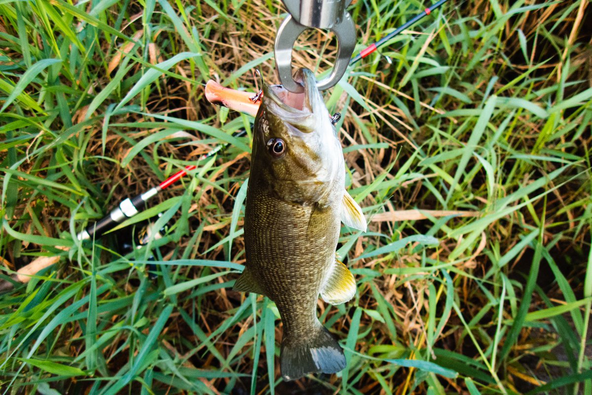 firemouth0325's tweet photo. 朝に1時間だけ阿武隈川へ。
今日は魚さわれました。
一安心。
写真撮る場所が無く不本意な写真。
20cmくらいのスモールから50cmくらいの鯰でもしっかり曲がって楽しめるXT511S凄いな〜。
では、喜多方へ行ってきます。
#huercojp
#XT511S https://t.co/kWwq4TrlK0