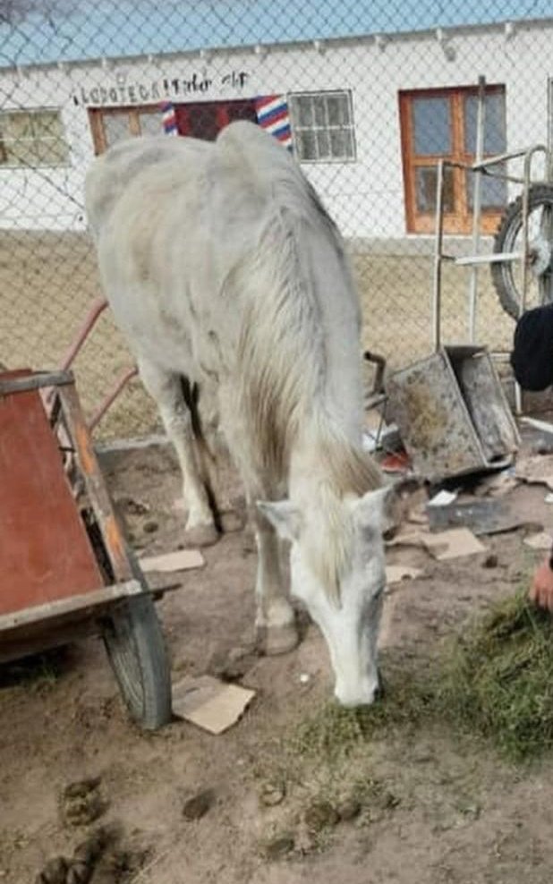 Sin_Estribo's tweet photo. #Nieves tiraba del carro totalmente desnutrida... mientras ella era esclavizada, también la vida de su bebé lo estaba siendo... un bebé que nacería y hasta capaz no lograría sobrevivir, o tendría el mismo futuro que su madre. DIGAMOS BASTA!!! #SinEstribo https://t.co/A8rHozV4JD