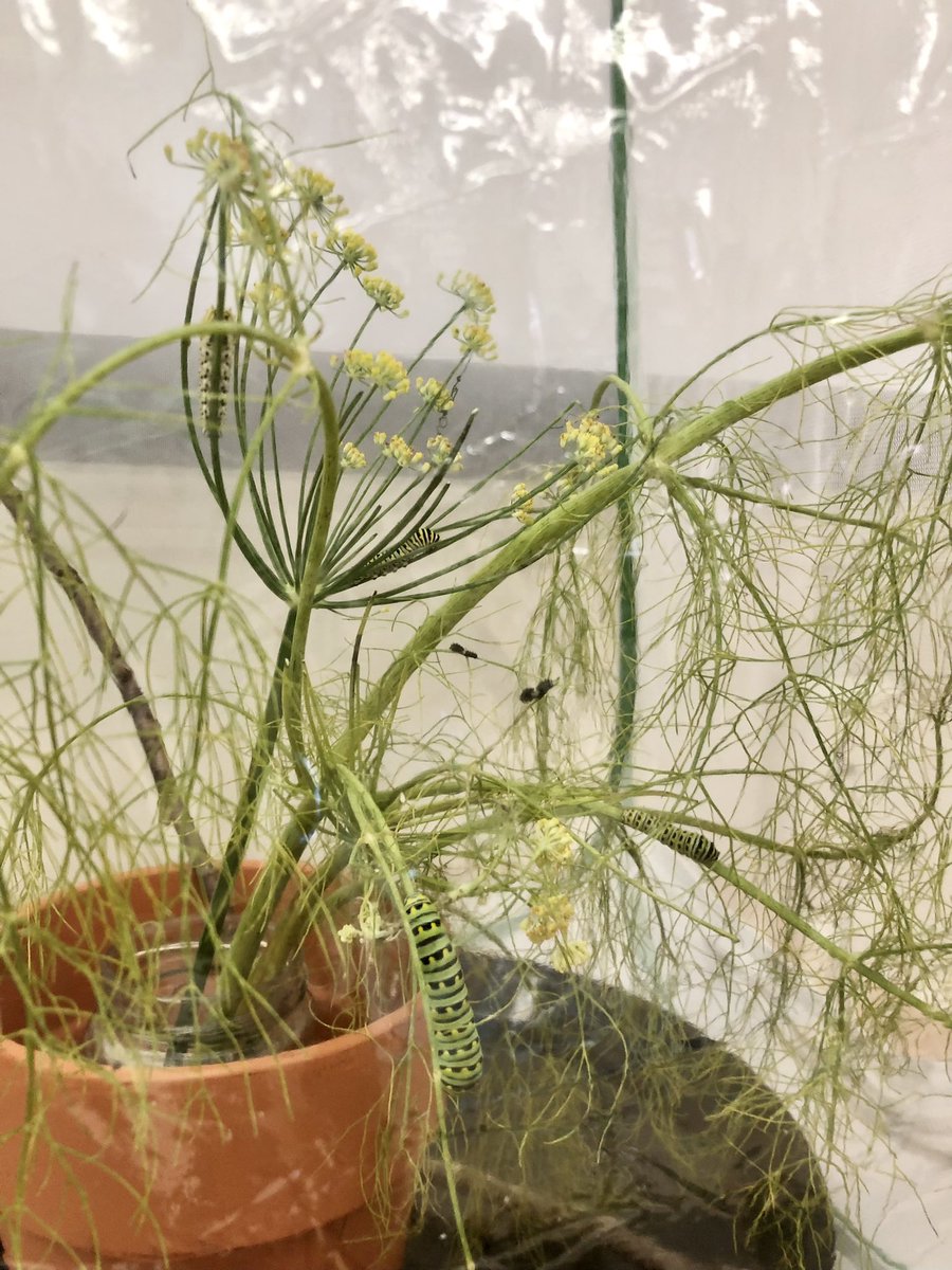 Mrs. Connell tweet media