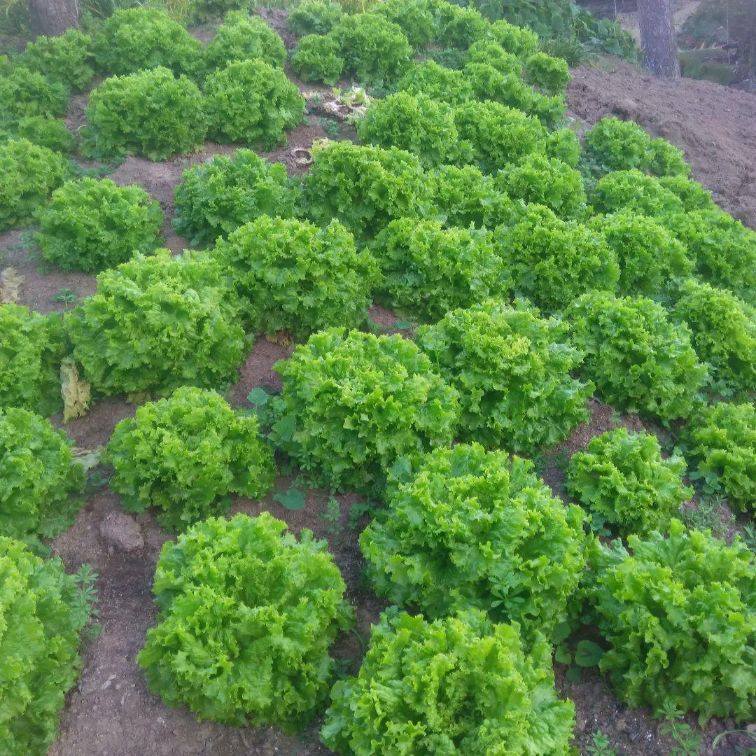CTovar03's tweet photo. Hoy se celebra el día mundial de la agricultura 🚜  felicidades para todos los agricultores de la #coloniatovar #agricultura #felizfindesemana https://t.co/IOzDWE982O