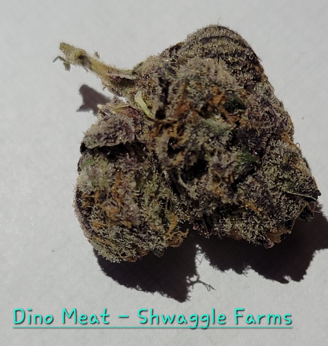 puffpuffcats14's tweet photo. #ShwaggleFarms #dinomeat for the win! #Maineweed #Mmemberville #420friendly #420Life https://t.co/bOhK9S1yaL