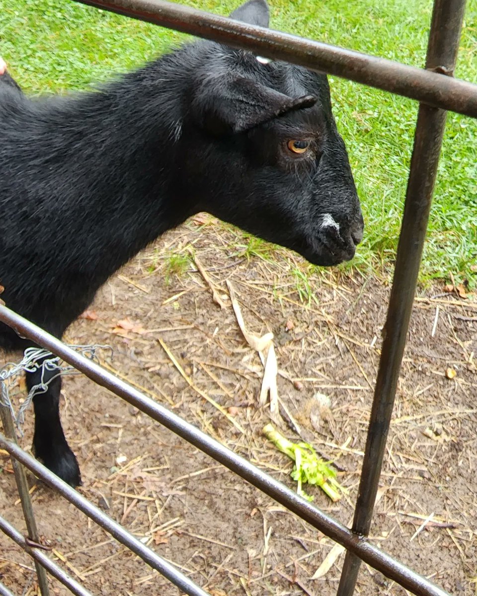 96jazzybear69's tweet photo. Photo: The real GOAT
#cute #goats #baby #photography #love #outdoors #photooftheday https://t.co/fiMOV7wo6V
