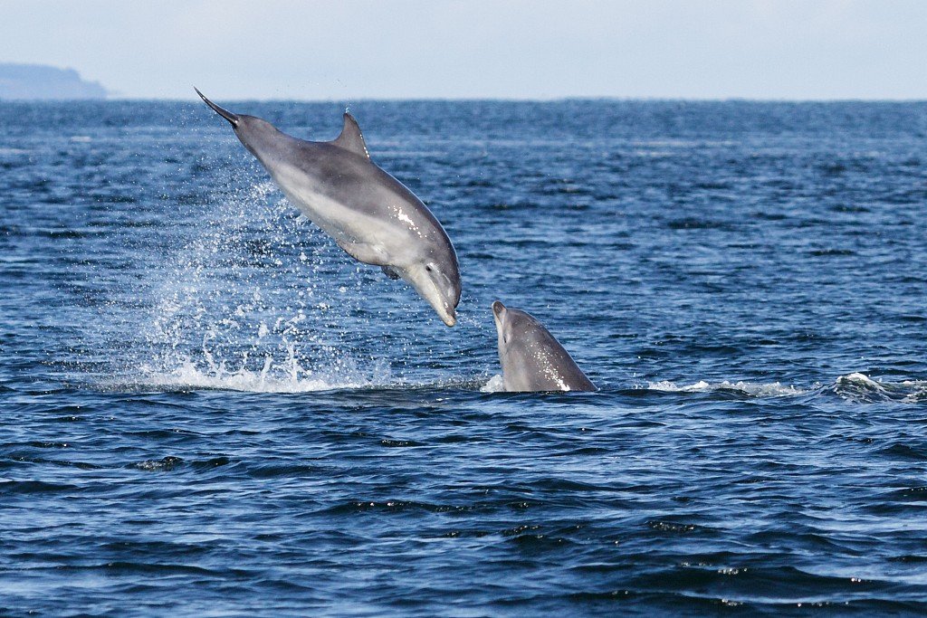 CGTNOfficial's tweet photo. A bottlenose dolphin was caught on camera pulling off some spectacular summersaults through the air, under the watch of another dolphin in Scotland. https://t.co/5iJJ93A1ky