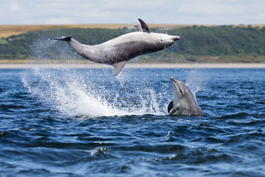 CGTNOfficial's tweet photo. A bottlenose dolphin was caught on camera pulling off some spectacular summersaults through the air, under the watch of another dolphin in Scotland. https://t.co/5iJJ93A1ky